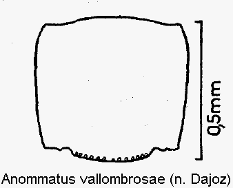 ANOMMATUS VALLOMBROSAE