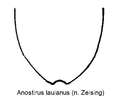 ANOSTIRUS LAUIANUS