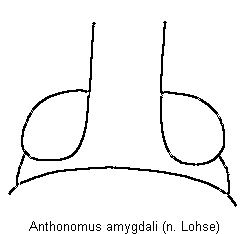 ANTHONOMUS AMYGDALI