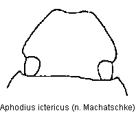 APHODIUS ICTERICUS