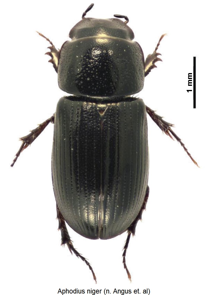 APHODIUS NIGER