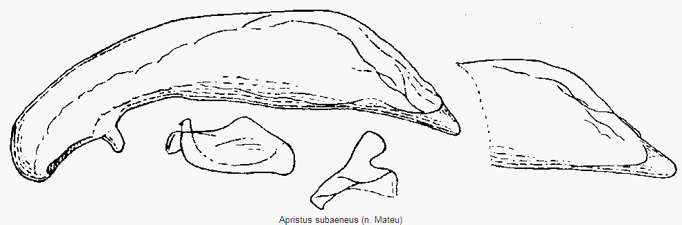 Apristus Bestimmungstabelle