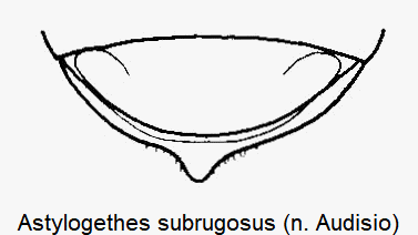 ASTYLOGETHES SUBRUGOSUS