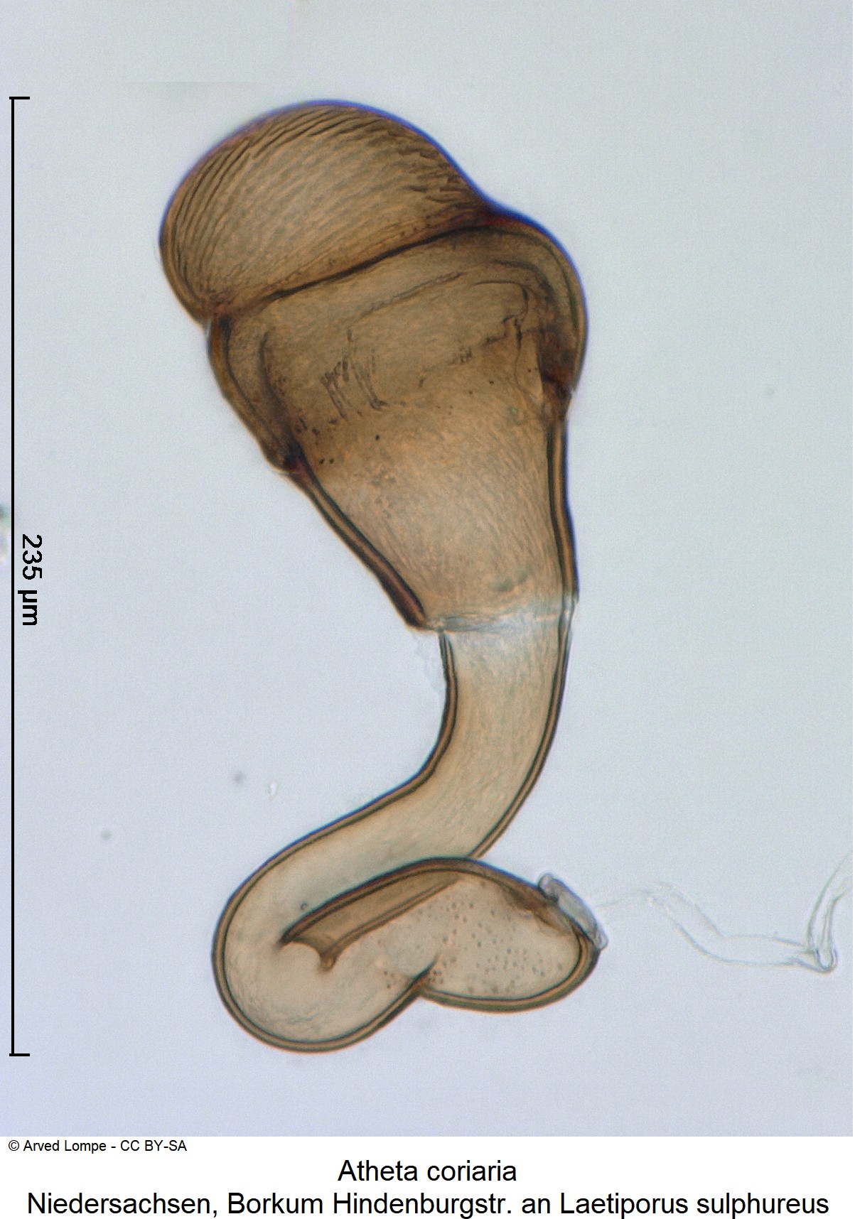 ATHETA CORIARIA