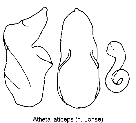 ATHETA LATICEPS1