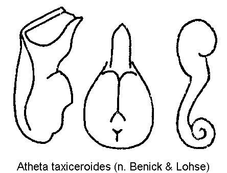 ATHETA TAXICEROIDES