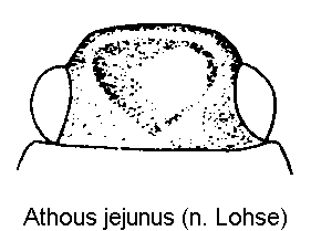 ATHOUS JEJUNUS