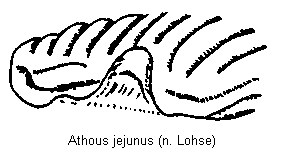 ATHOUS JEJUNUS