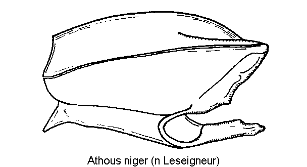 ATHOUS NIGER