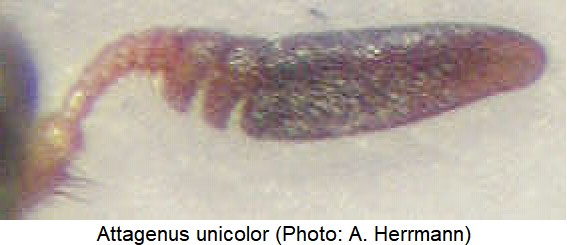 ATTAGENUS UNICOLOR