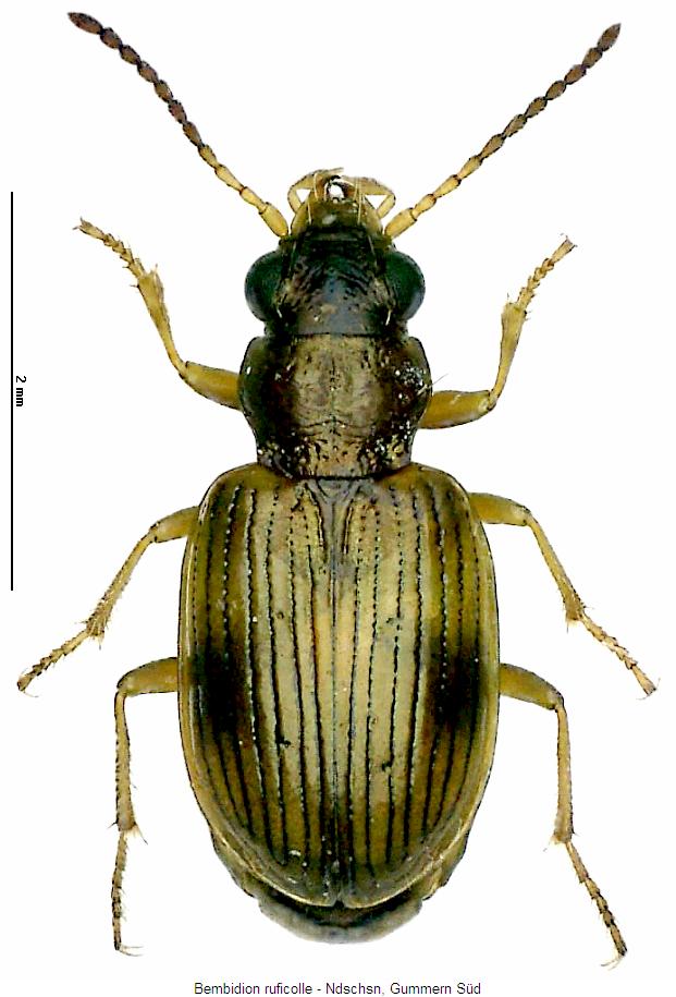 BEMBIDION RUFICOLLE