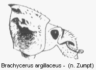 BRACHYCERUS ARGILLACEUS