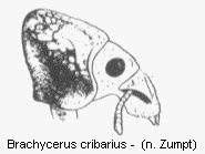 BRACHYCERUS CRIBARIUS