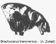 BRACHYCERUS TRANSVERSUS