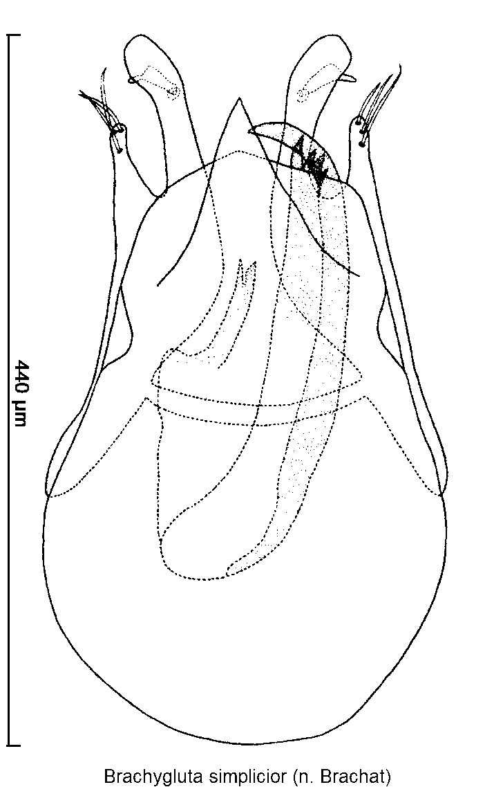 BRACHYGLUTA SIMPLICIOR