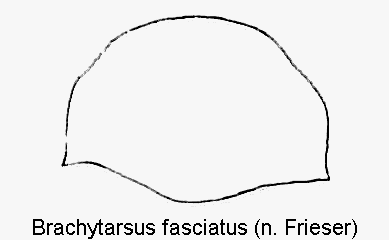 BRACHYTARSUS FASCIATUS