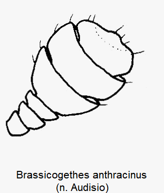 BRASSICOGETHES ANTHRACINUS
