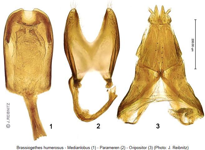 BRASSIOGETHES HUMEROSUS