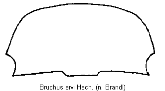 BRUCHUS ERVI