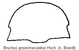 BRUCHUS GRISEOMACULATUS