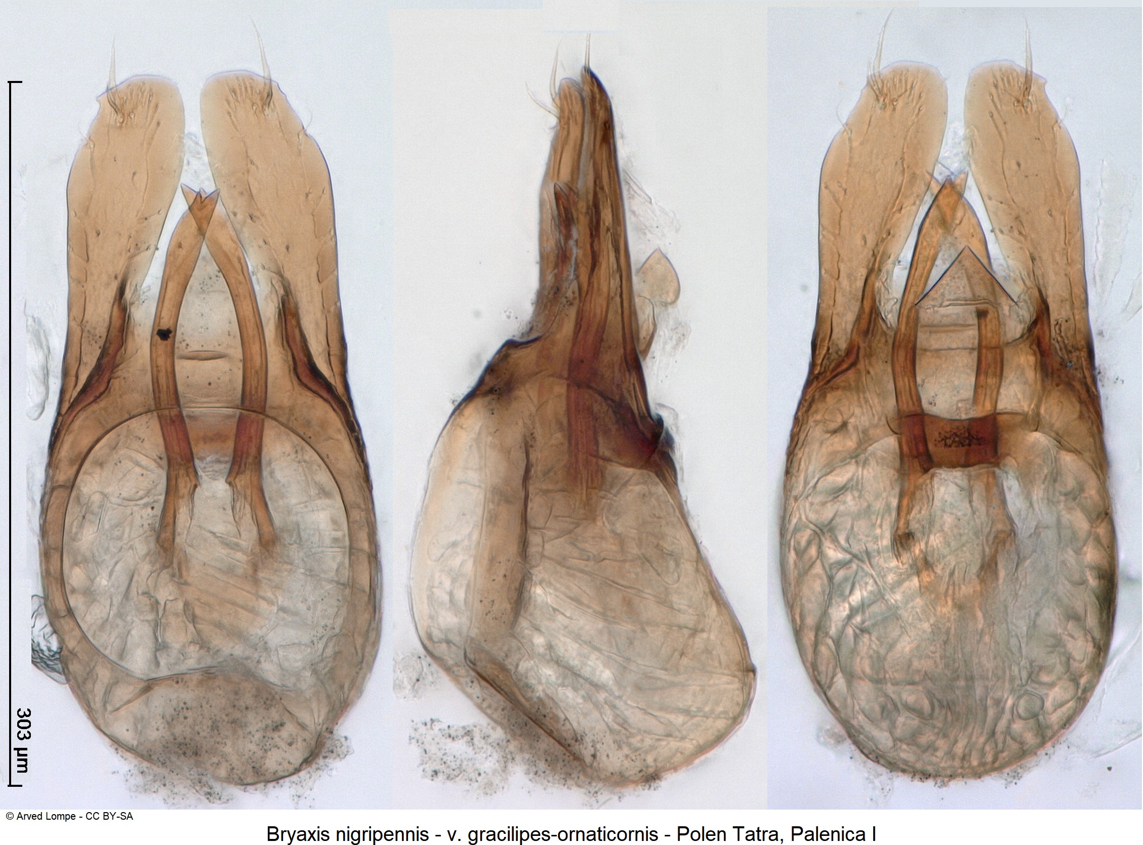 BRYAXIS NIGRIPENNIS