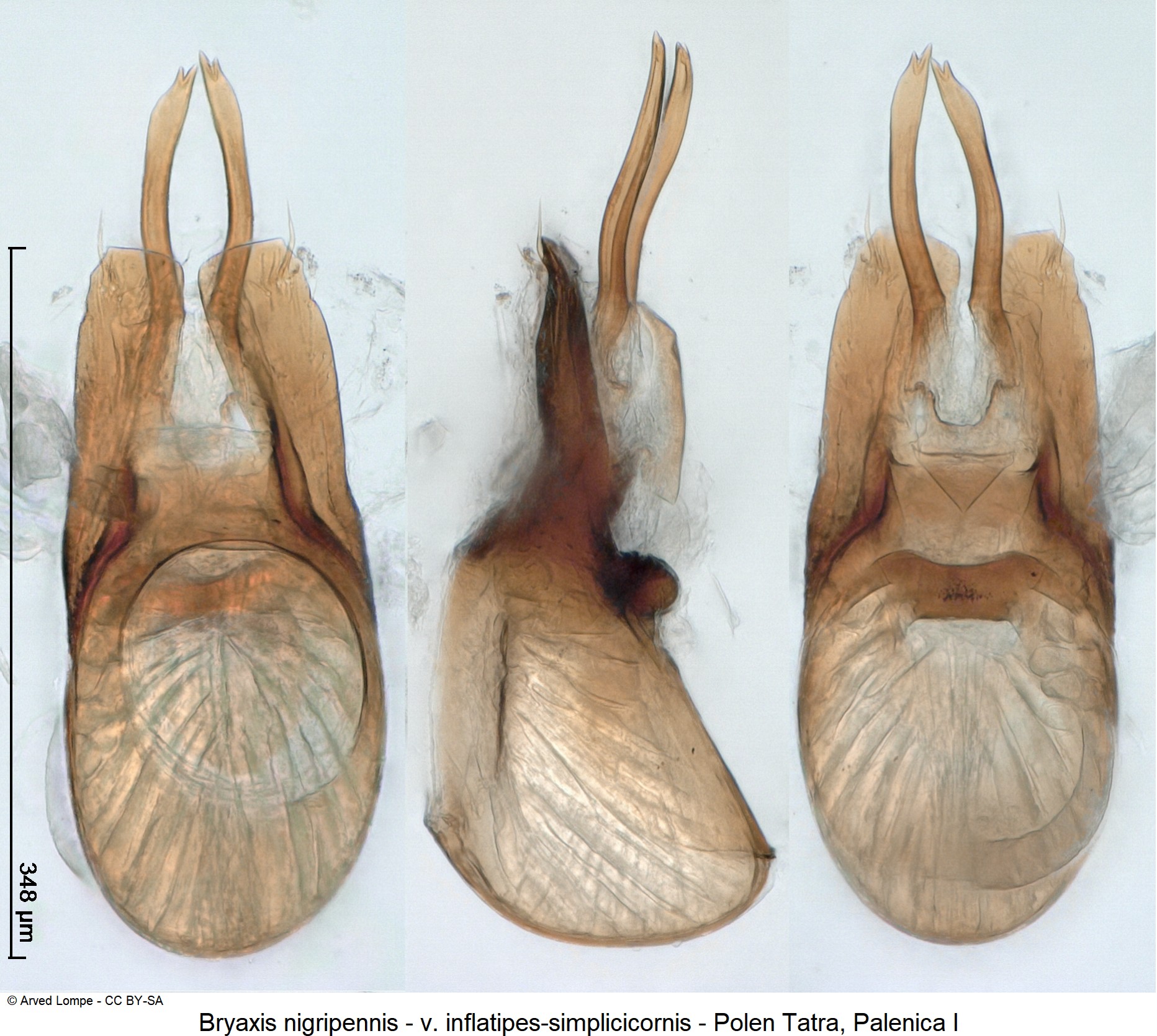 BRYAXIS NIGRIPENNIS