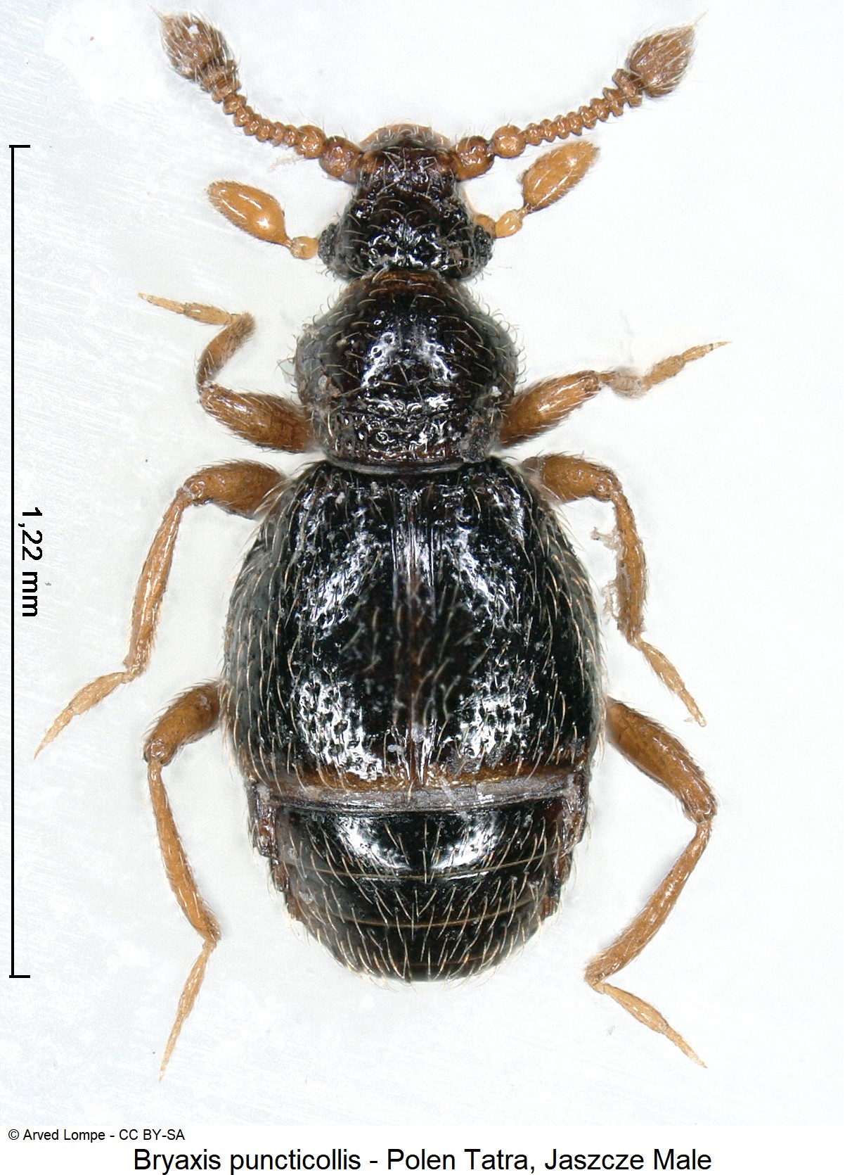 BRYAXIS PUNCTICOLLIS