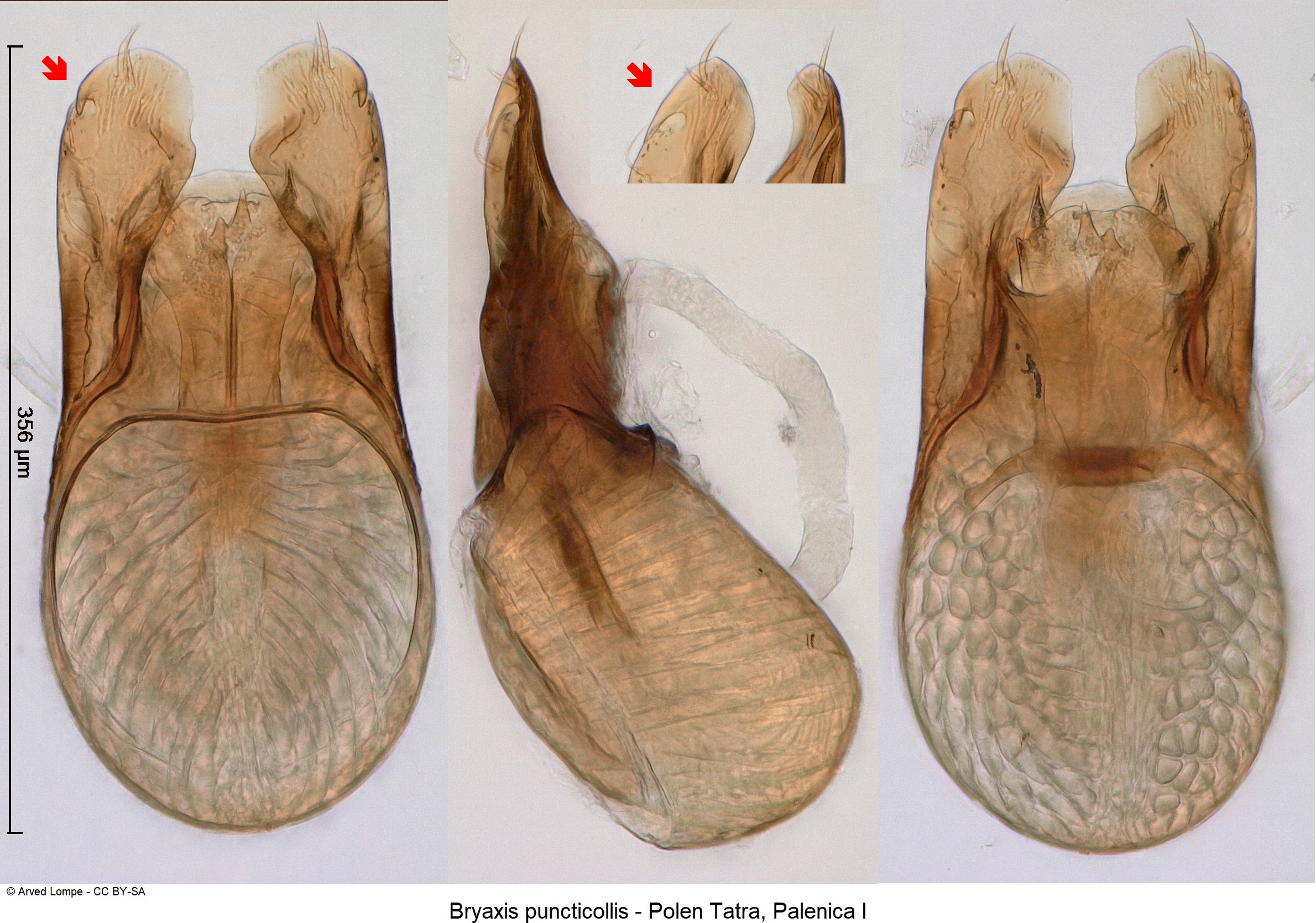 BRYAXIS PUNCTICOLLIS