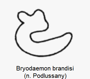 BRYODAEMON BRANDISI