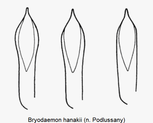 BRYODAEMON HANAKII