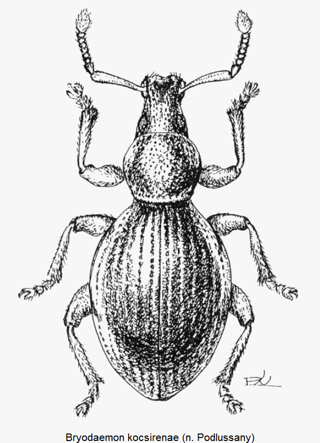 BRYODAEMON KOCSIRENAE