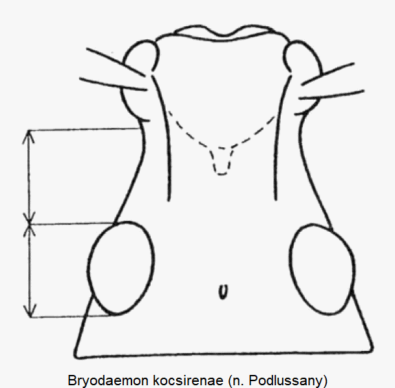 BRYODAEMON KOCSIRENAE