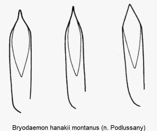 BRYODAEMON MONTANUS