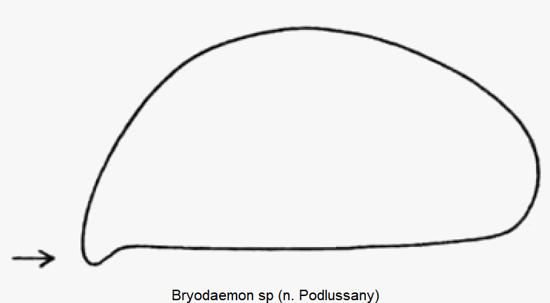 BRYODAEMON SP