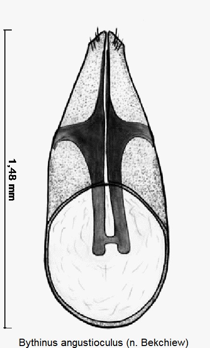 BYTHINUS ANGUSTIOCULUS