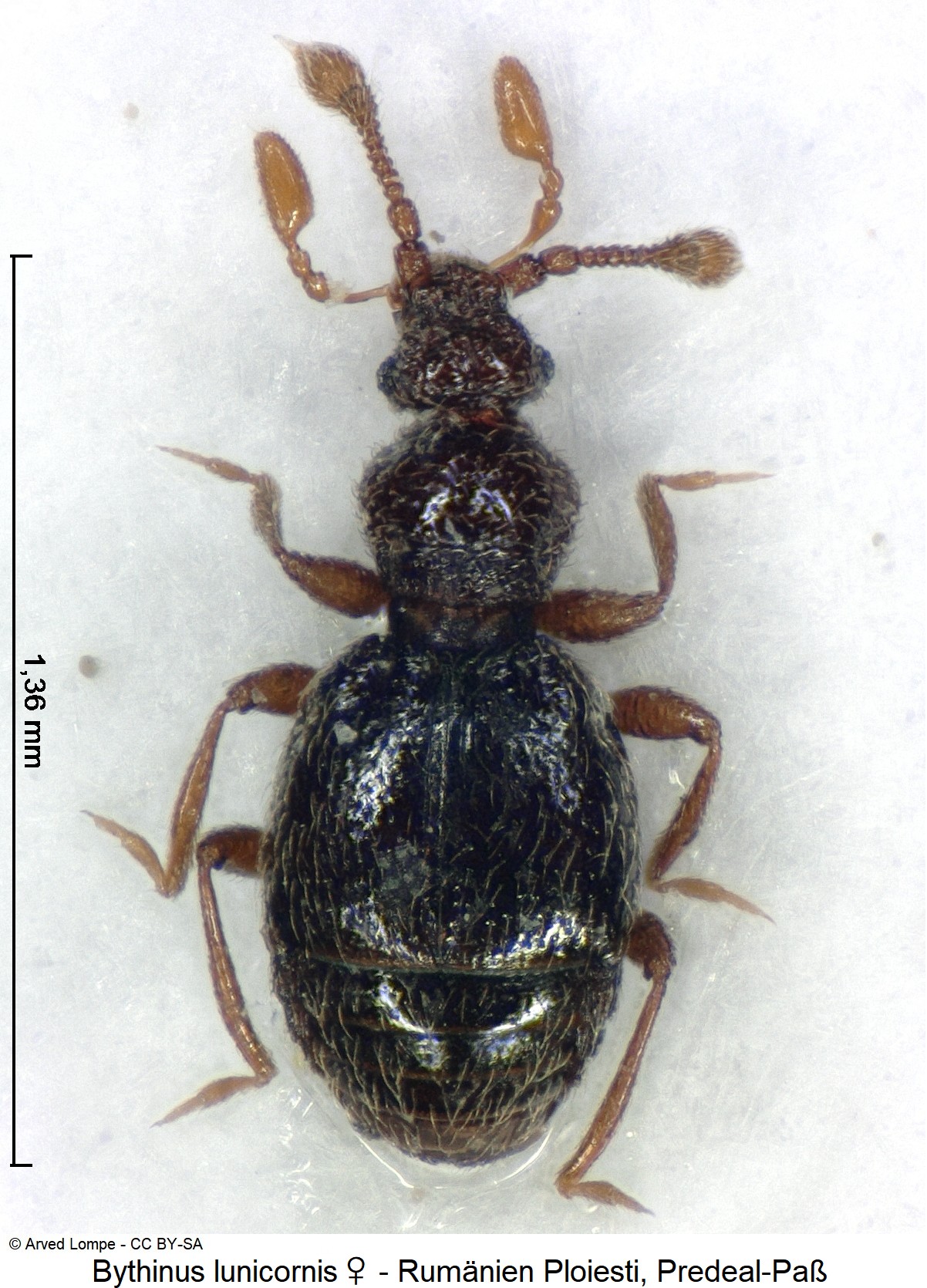 BYTHINUS LUNICORNIS