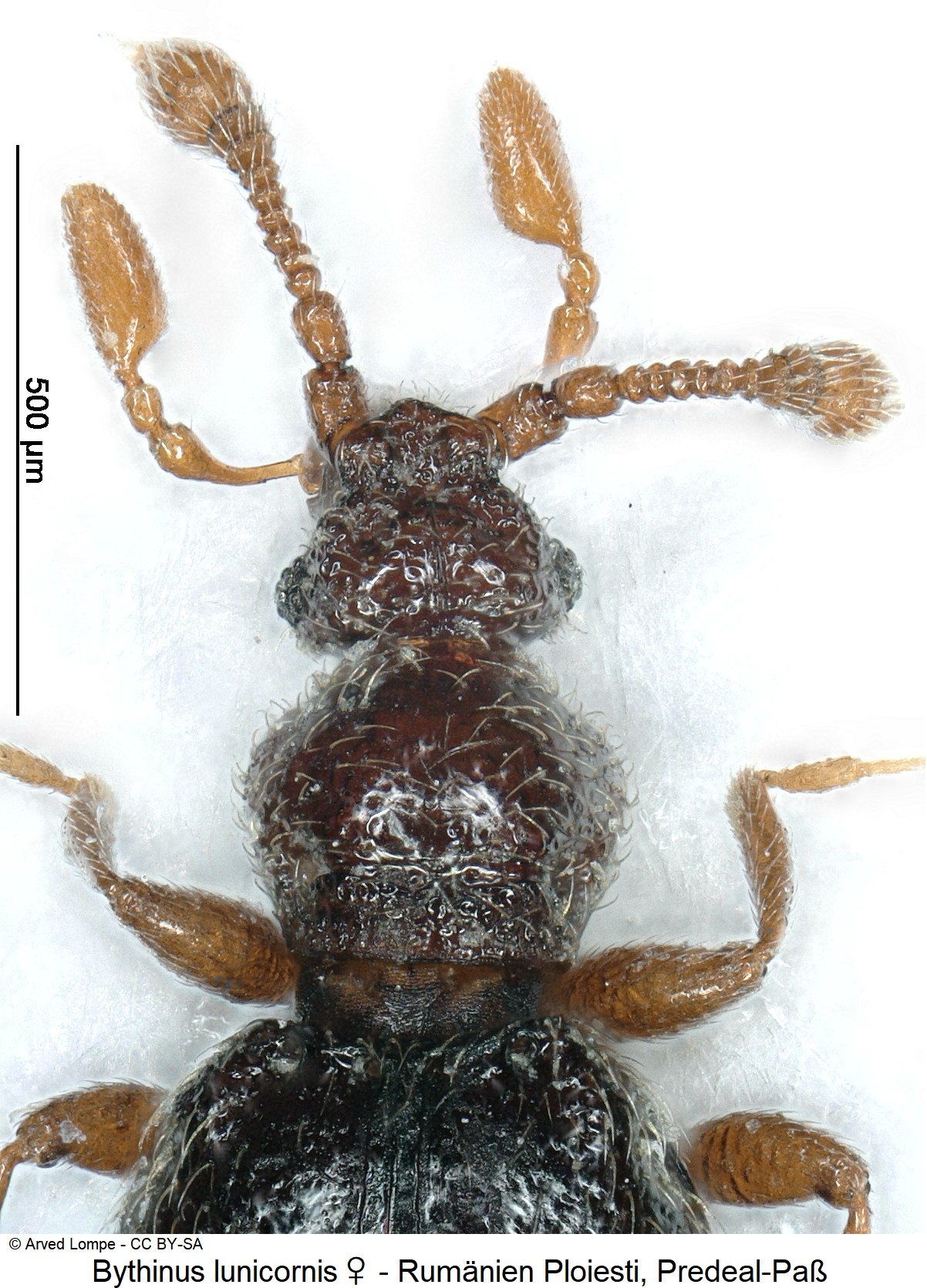 BYTHINUS LUNICORNIS