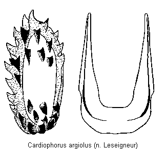 CARDIOPHORUS ARGIOLUS