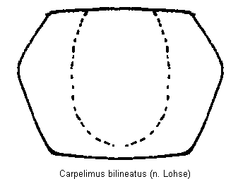 CARPELIMUS BILINEATUS