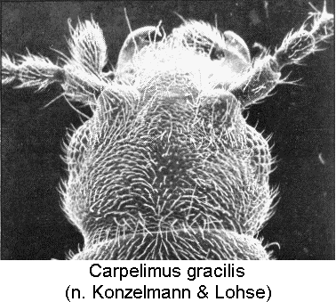 CARPELIMUS GRACILIS