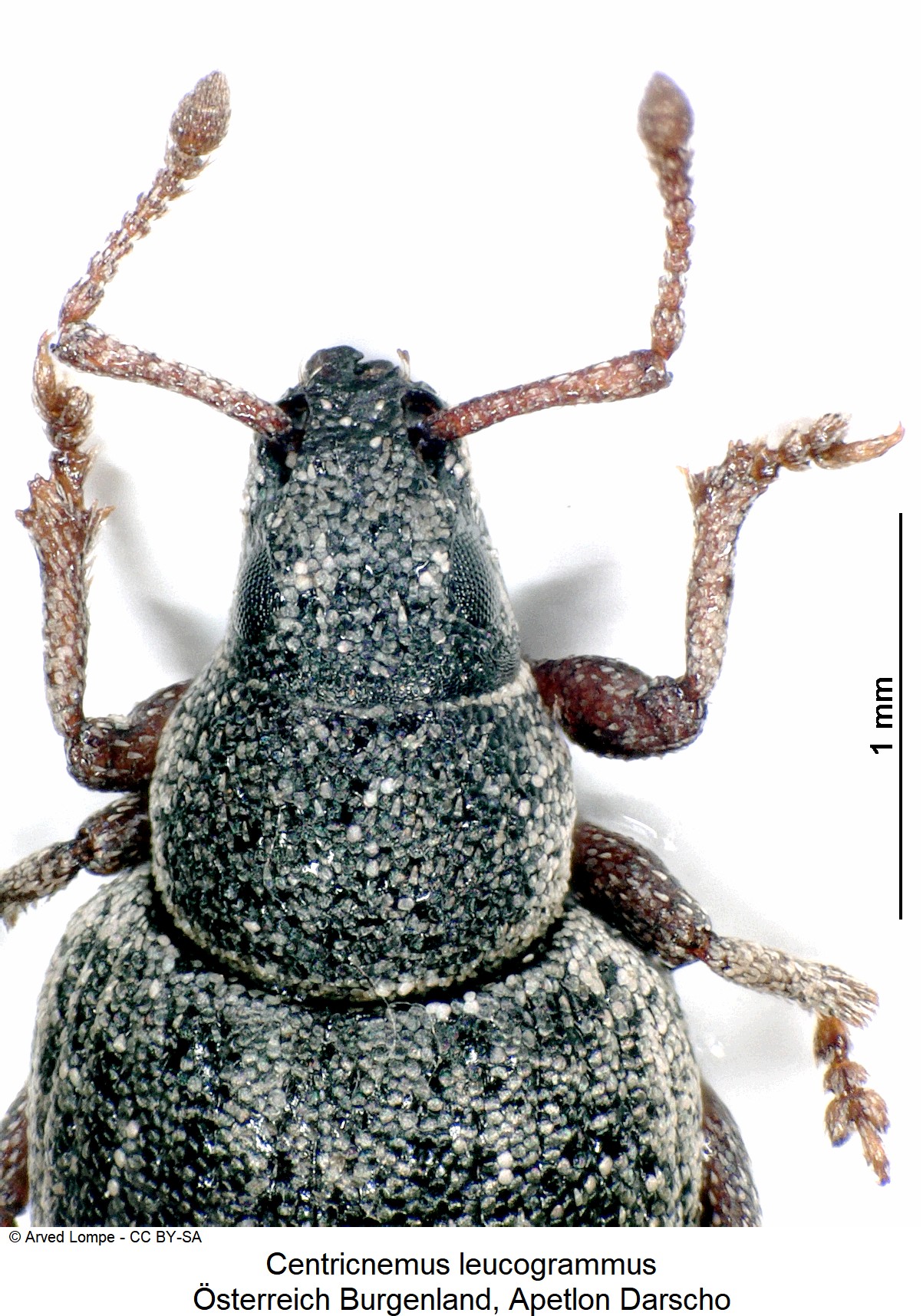 CENTRICNEMUS LEUCOGRAMMUS