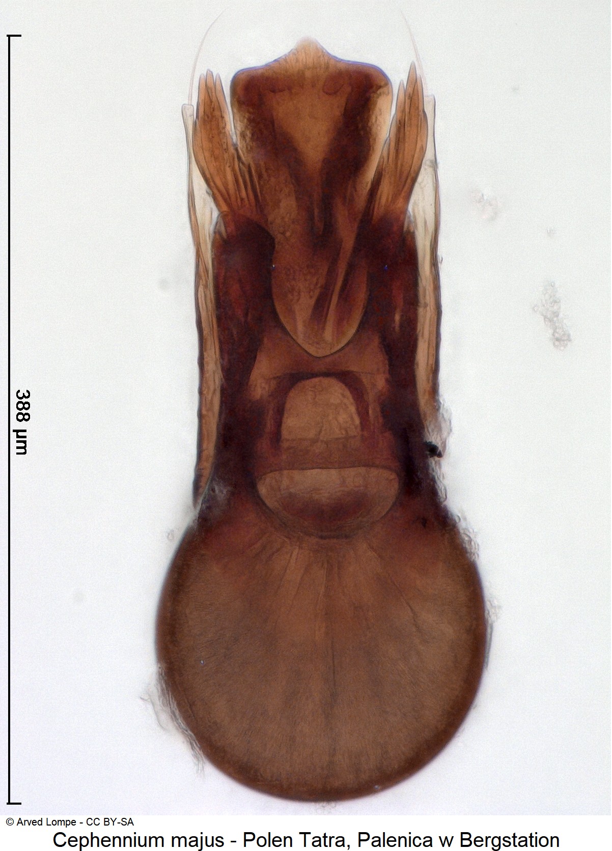 CEPHENNIUM MAJUS