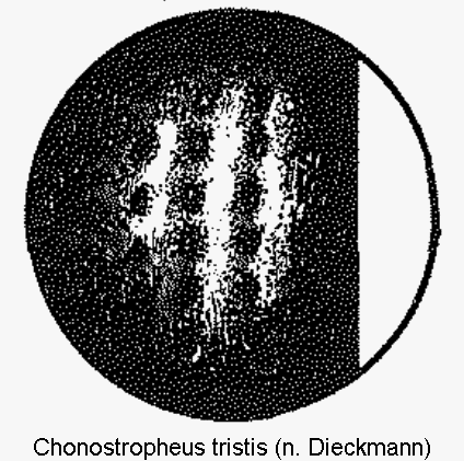 CHONOSTROPHEUS TRISTIS