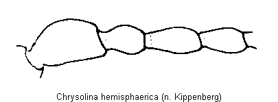 CHRYSOLINA HEMISPHAERICA