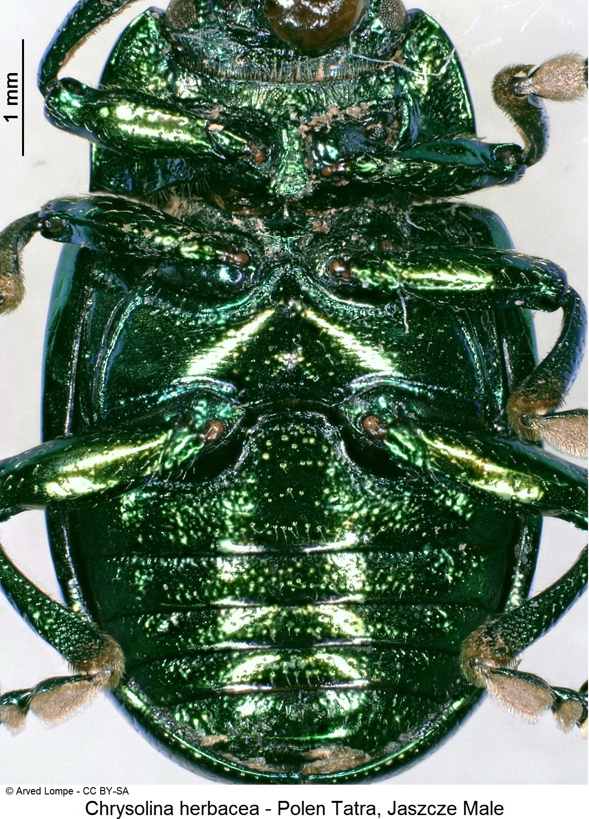 CHRYSOLINA HERBACEA