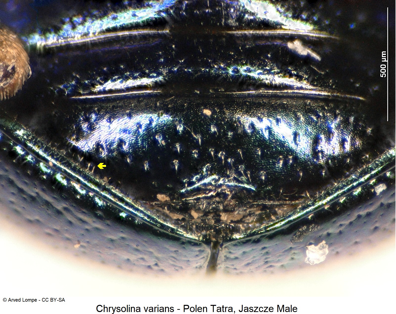 CHRYSOLINA VARIANS