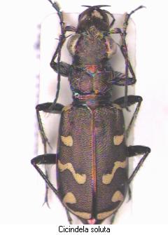 CICINDELA SOLUTA