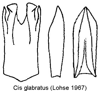 cis glabratus-20240204