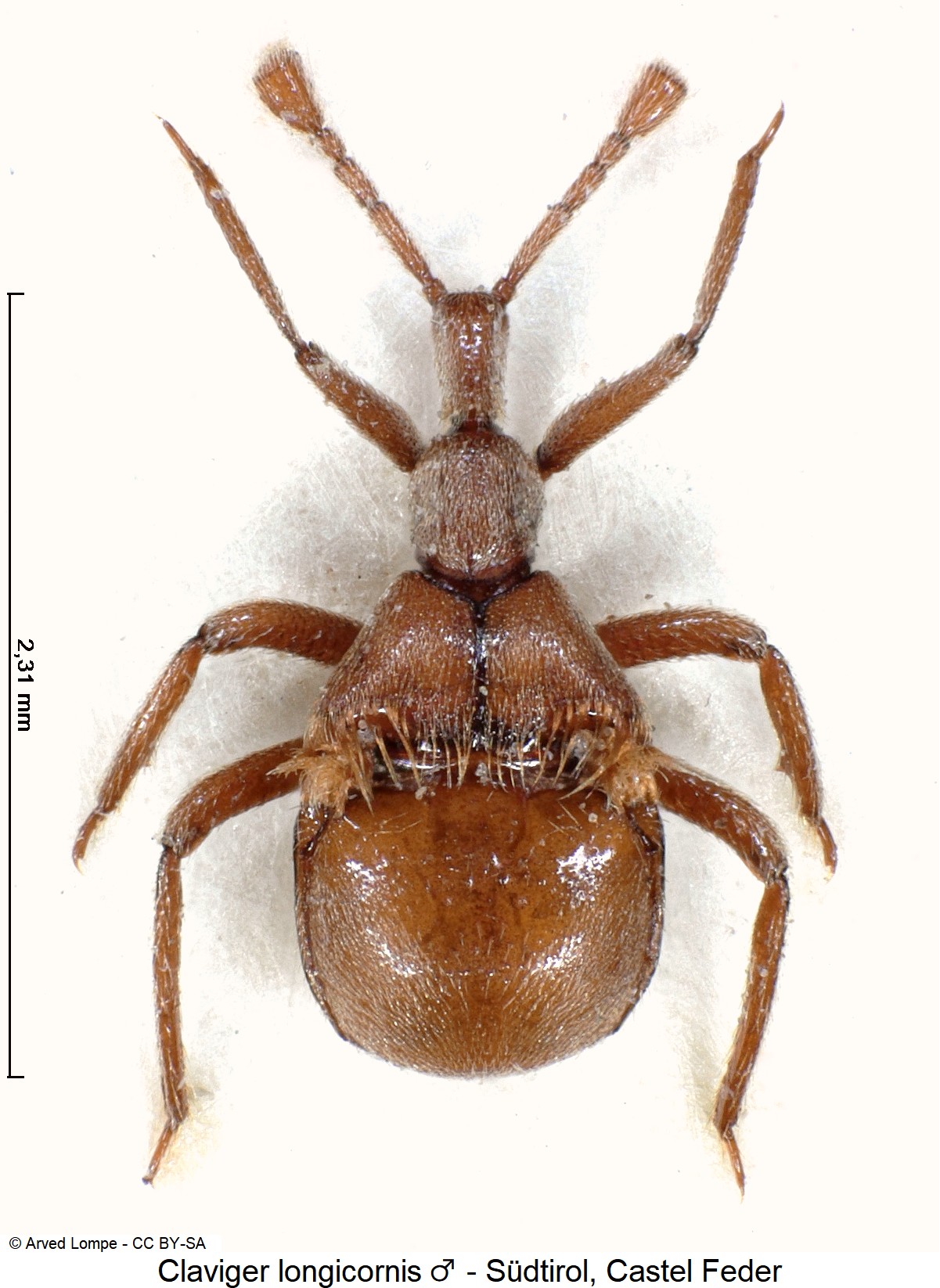 CLAVIGER LONGICORNIS