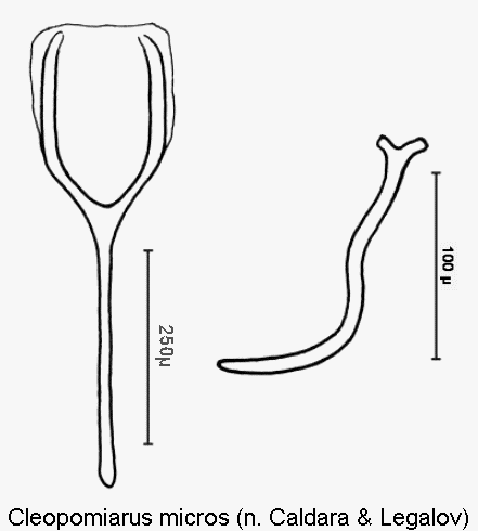 CLEOPOMIARUS MICROS